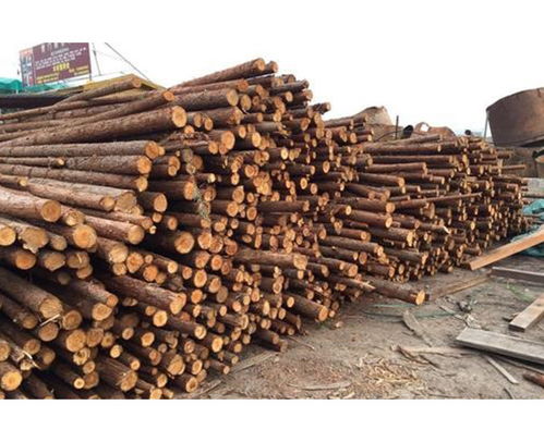 南京杉木樁 勝潔木業(yè) 駁岸杉木樁