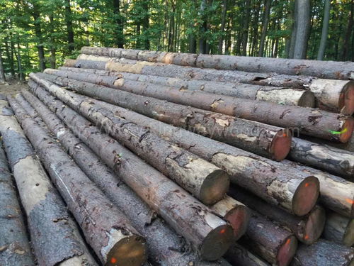 云杉原木報(bào)價(jià) 廠(chǎng)家